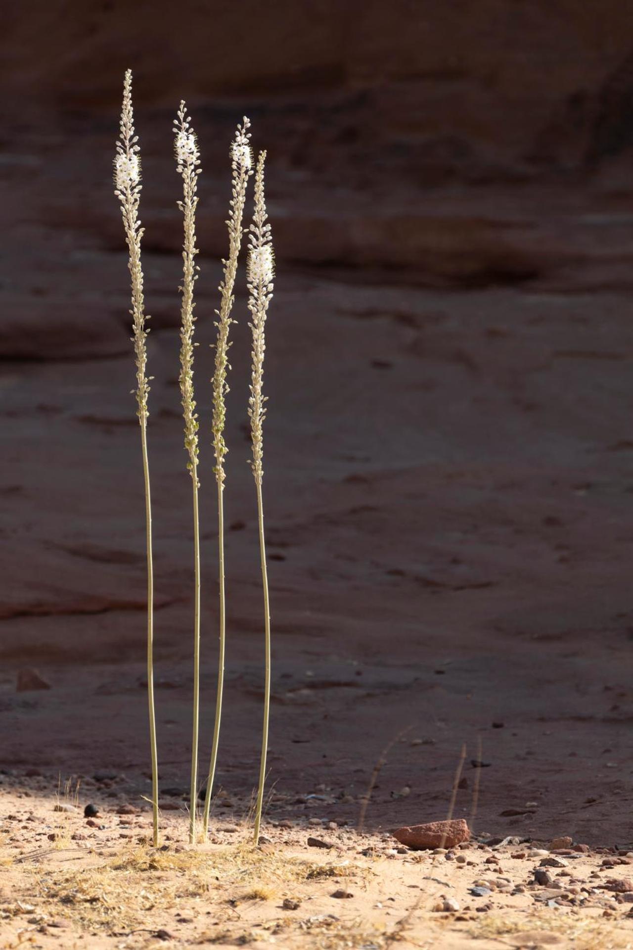 Wadi Rum Camp& Jeep Tour Esterno foto