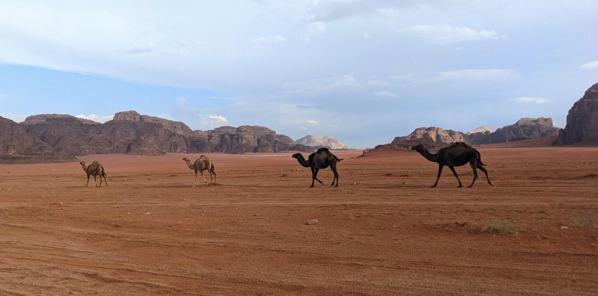 Wadi Rum Camp& Jeep Tour Esterno foto