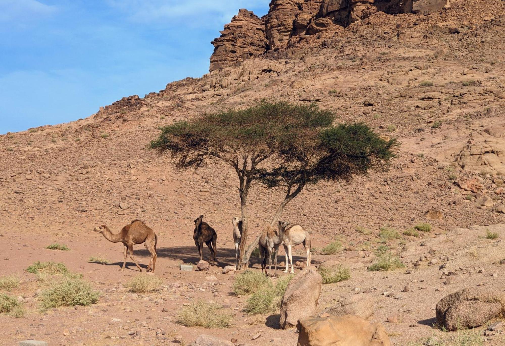 Wadi Rum Camp& Jeep Tour Esterno foto